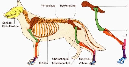 Halsband oder Geschirr???? Seite 7 Hundezubehör Der Hund